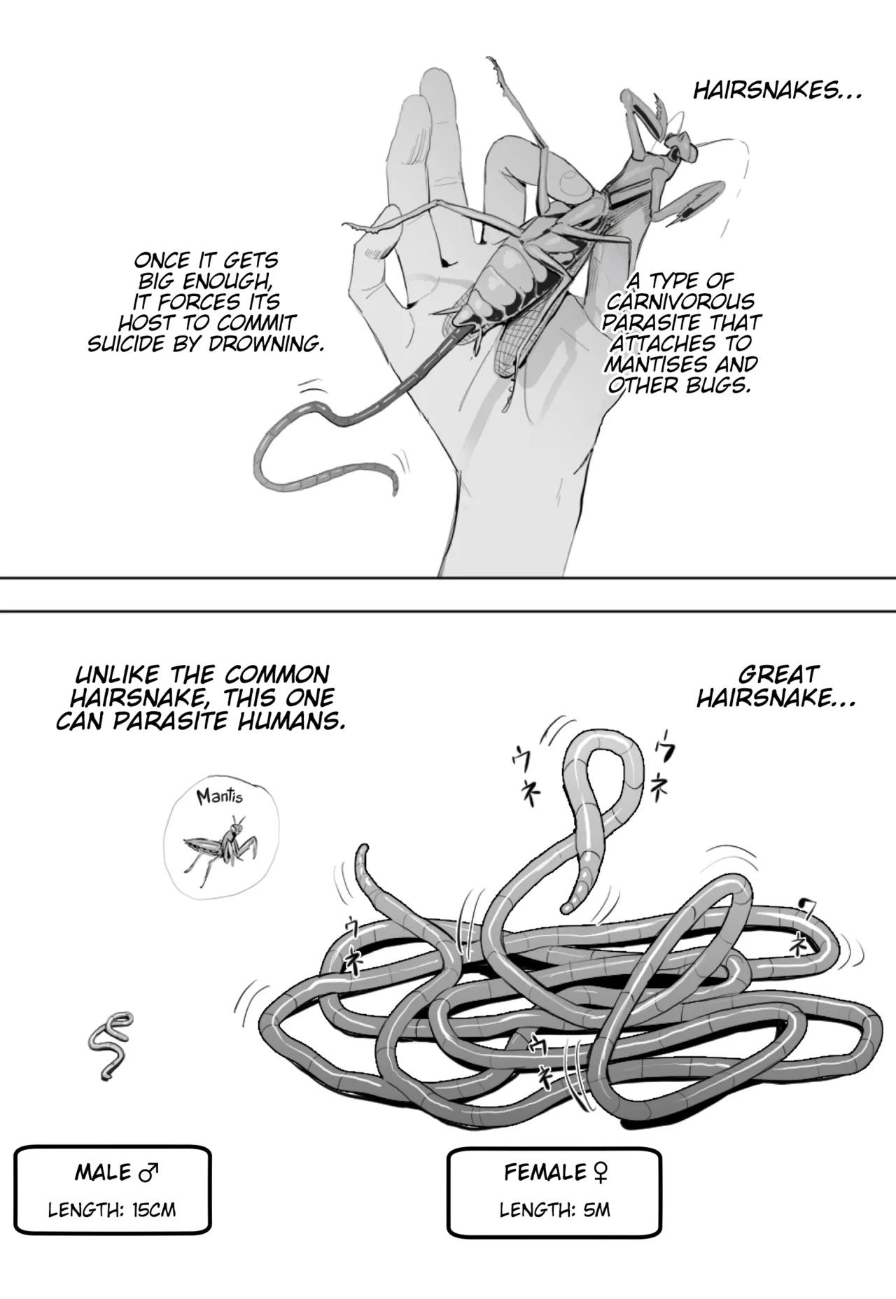 [Velzhe]Oohariganemushi No Seitai | The Great Hairsnake[English] [Kinsei Translations] Page 1